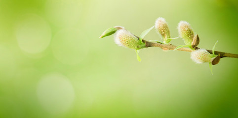 Wall Mural - Soft Spring nature background with pussy willow branch