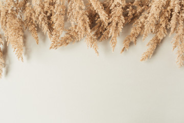 reeds foliage branches on neutral pastel beige background. flat lay, top view minimal floral templat