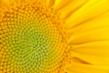 Close-up of a sunflower