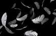 Group of feathers floating in the dark, feather abstract background