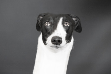 close up of greyhound dog's face in black and white