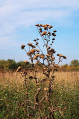 dead tree in the field