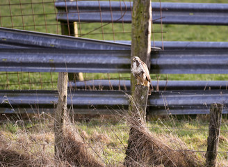 Wall Mural - buzzard on a fence post