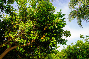 lemon garden