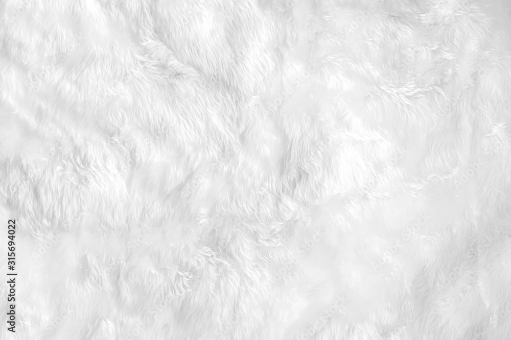 Closeup animal white wool sheep background in top view light natural detail, grey fluffy seamless cotton texture. Wrinkled lamb fur coat skin, rug mat raw material, fleece woolly textile concept - obrazy, fototapety, plakaty 