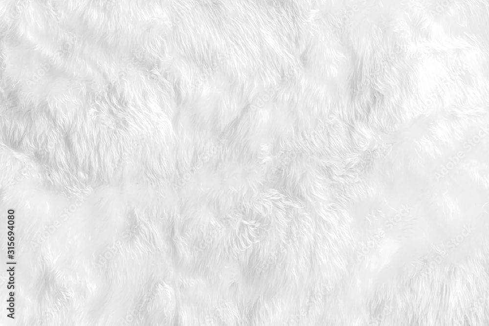 Closeup animal white wool sheep background in top view light natural detail, grey fluffy seamless cotton texture. Wrinkled lamb fur coat skin, rug mat raw material, fleece woolly textile concept - obrazy, fototapety, plakaty 