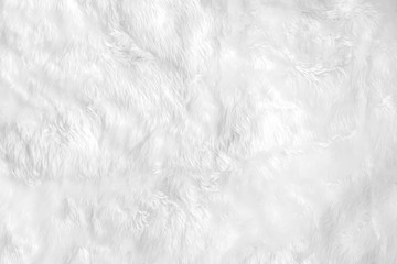 closeup animal white wool sheep background in top view light natural detail, grey fluffy seamless co