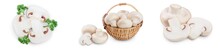 Fresh Mushrooms Champignon Isolated On White Background With Clipping Path And Full Depth Of Field. Set Or Collection