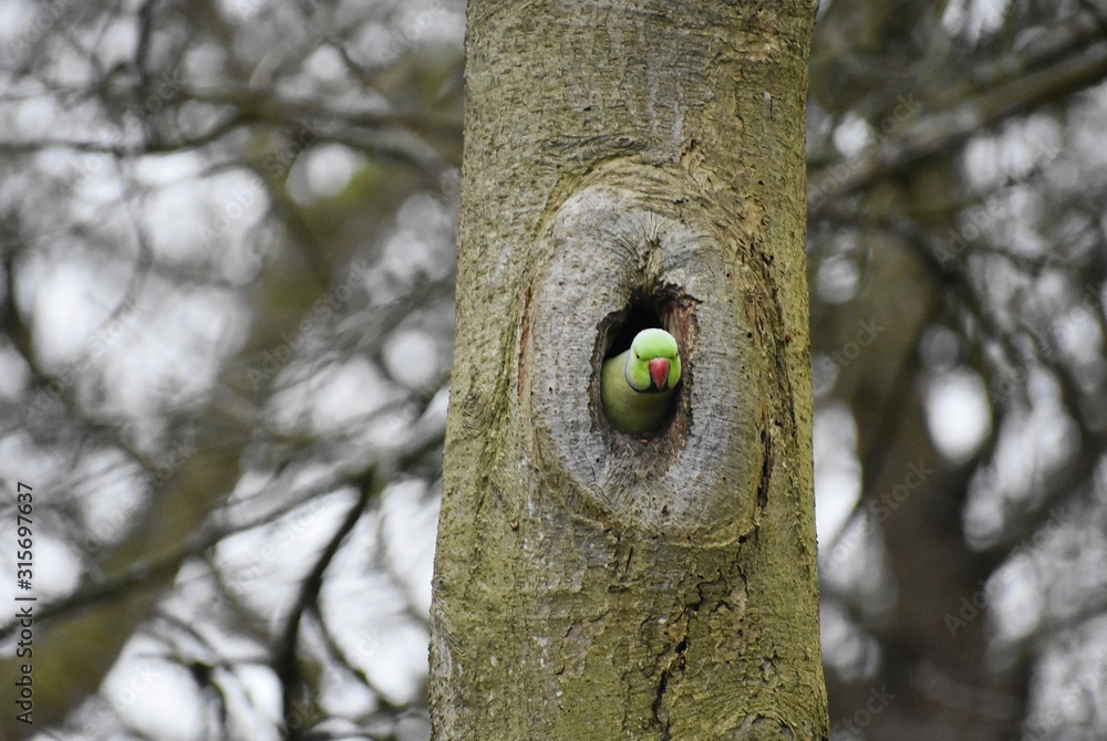 Parakeet Looking Rough Rose-ringed parakeet, Psittacula Krameri, also known as the ring-necked ...