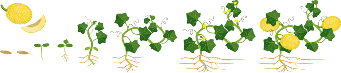 Canvas Print - Life cycle of melon plant. Growth stages from seeding to flowering and fruit-bearing plant