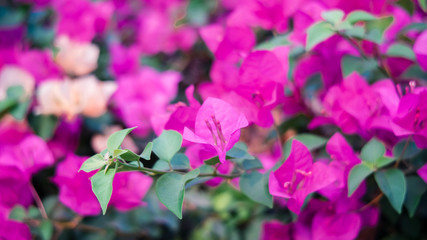 Wall Mural - Pink bougainvillea spectabilis.16:9 style