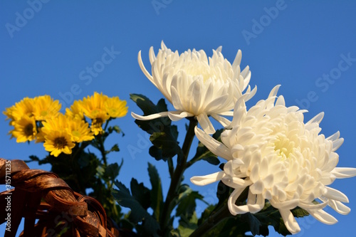 白菊と黄色い小菊 菊 花イメージ素材 和素材 青空背景stock Photo Adobe Stock