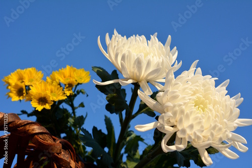 白菊と黄色い小菊 菊 花イメージ素材 和素材 青空背景stock Photo Adobe Stock 白菊と黄色い小菊 菊 花イメージ素材 和素材 青空背景stock Photo Adobe Stock