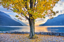 Italy, Trentino, Nago-Torbole, Autumn Tree Growing On Shore Of Lake Garda