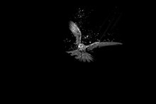 Bird Of Prey. Art Effect. Black Background. 