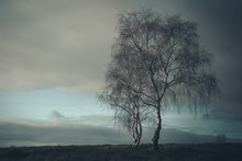 Dramatic Moody Shot Of A Lone Silverbirch Tree Against A Cloudy Sky