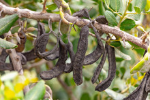 Carob Tree With Pods And Green Leafs On The Branch.