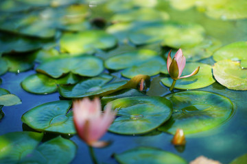 water lily in pond