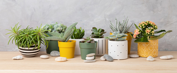 Wall Mural - Collection of various succulents and plants in colored pots. Potted cactus and house plants against light wall. The stylish interior home garden