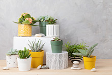 Collection Of Various Succulents And Plants In Colored Pots. Potted Cactus And House Plants Against Light Wall. The Stylish Interior Home Garden