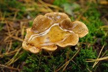 False Chanterelle With Water In A Concave Cap