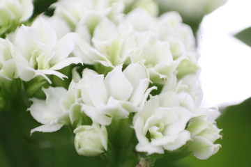 Wall Mural - bouquet of white flowers