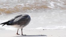 Black Billed Seagull Preening Itself On The Beach