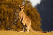 Macropus giganteus - Eastern Grey Kangaroo marsupial found in eastern third of Australia, with a population of several million. It is also known as the great grey kangaroo and the forester kangaroo