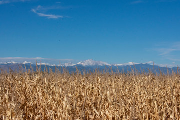 field of wheat