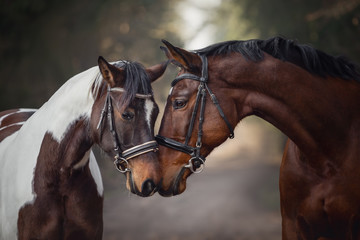Naklejka na meble portrait of stallion and mare horses in love nose to nose sniffing each other on road in forest background