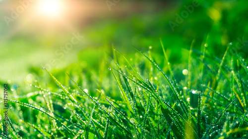 Dekoracja na wymiar  wiosna-zielone-tlo-zielona-trawa-z-kroplami-rosy-zblizenie-odbite-sloneczne-wiosenne-swiatlo