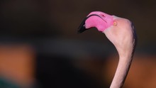 Close Up Of Flamingo Head Moving Quick From Left To Right