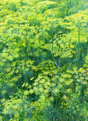 Canvas Print - Dill plant and flower as green background.