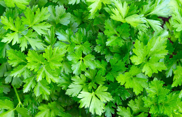 Canvas Print - Parsley leaves. Green leaf us background.