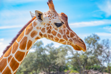 Wall Mural - Blurred giraffe background. Wild giraffe in a pasture, Safari Park in Costa Rica.