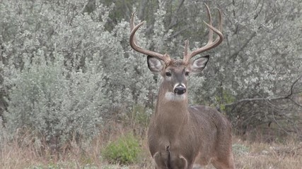 tight shot of huge whitetail buck