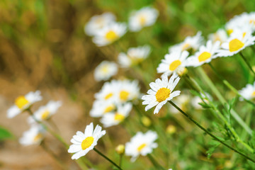 Canvas Print - Сhamomile (Matricaria recutita), blooming plants in the spring meadow on a sunny day, closeup with space for text