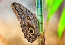 Butterfly On A Blade Of Grass In Costa Rica Near Arenal Lake (Caligo Uranus-butterfly)