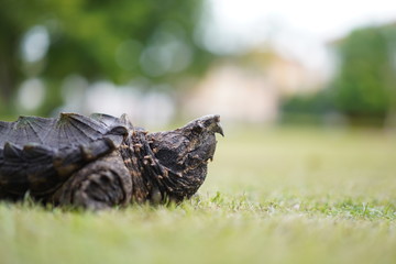 Wall Mural - Alligator snapping turtle 