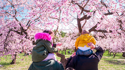 Two men with their children, babies enjoying a warm spring day between blooming pink almond trees at Quinta de los Molinos city park downtown Madrid at Alcala street.