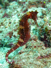 Seahorse (Underwater Photography)