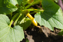 Summer Squash Yellow Crookneck Fruit, Flower Bud, And Leaves