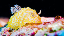 Gold Lacey Nudibranch (Underwater Photography)