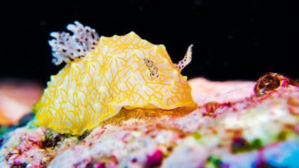 Gold lacey nudibranch (Underwater Photography)