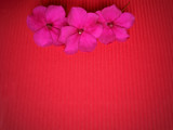 Fototapeta Mapy - Inspirational flowers in red colour background