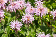 Close Up Of Light Pink Eastern Beebalm Flowers With A Bee Collecting Pollen