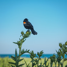 Red-winged Blackbird Looking To The Right, Perched Atop A Sunflower Plant Set Against A Bright Blue Sky