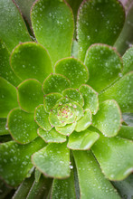  Close-up Of Green Succulents
