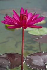 Red lotus flowers bloom in the morning on long holidays.