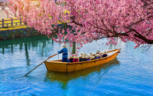 Cherry Blossom.Tourist Cruise On The Canal Around Himeji Castle In Hyogo, Himeji-Jo Castle Is Famous Travel Spot In Kansai Area In Japan.